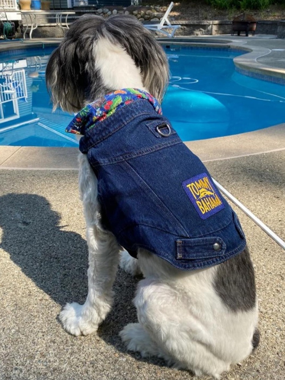 Tommy Bahama Dog Harness & Denim Jacket System - Size XL
